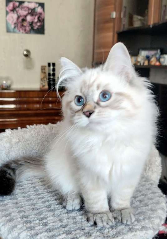 Кошки в Санкт-Петербурге: Лола Невская Радость Девочка, 65 000 руб. - фото 6