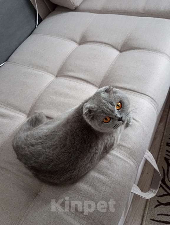 Кошки в Краснодаре: Продаю кошку в добрые руки Девочка, 5 000 руб. - фото 1