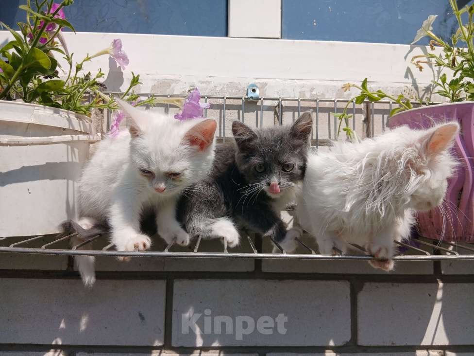 Кошки в Киржаче: Мимишки Девочка, Бесплатно - фото 6