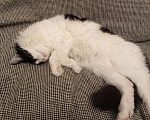 Кошки в Казани: Отдам кошку в добрые руки Девочка, Бесплатно - фото 3