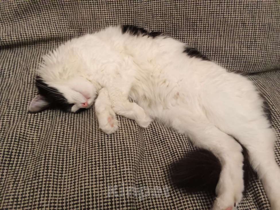 Кошки в Казани: Отдам кошку в добрые руки Девочка, Бесплатно - фото 3