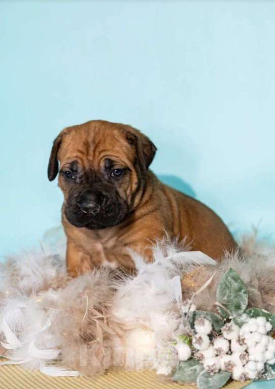 Собаки в Москве: Продажа Кане Корсо Мальчик, 60 000 руб. - фото 9