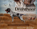 Собаки в Краснодаре: Дратхаар щенок сука 1 Девочка, 45 000 руб. - фото 1