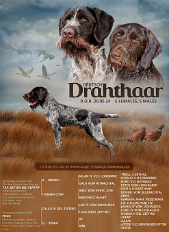 Объявление: Дратхаар щенок сука 1, 45 000 руб., Краснодар