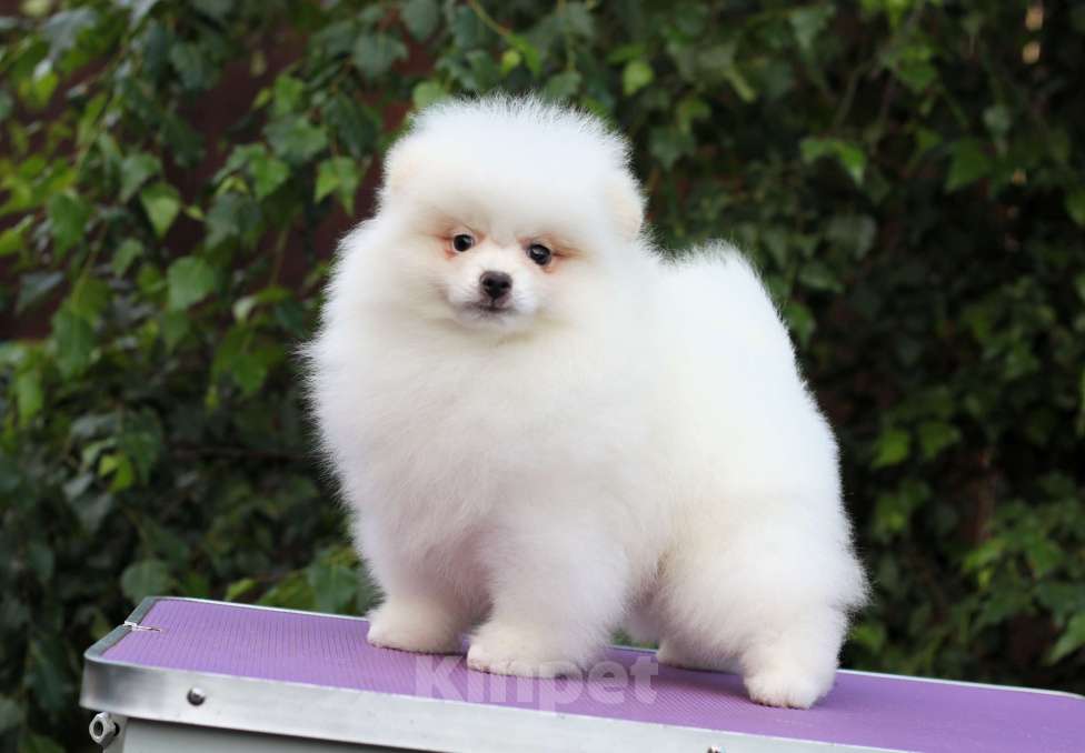 Собаки в Москве: Щенки померанского и малого шпица Девочка, Бесплатно - фото 3