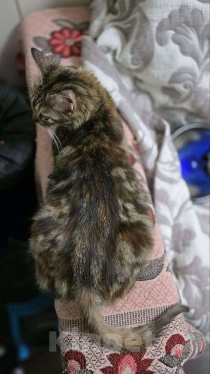 Кошки в Москве: ласкова кошка с уникальным окрасом  Девочка, Бесплатно - фото 4