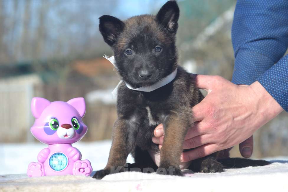 Собаки в Москве: Щенки Малинуа Разнополые, Бесплатно - фото 2