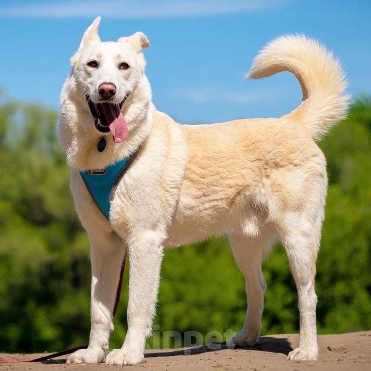 Собаки в Москве: Алмаз Мальчик, Бесплатно - фото 4