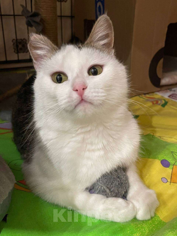 Кошки в Москве: Шарлотта ищет дом  Девочка, Бесплатно - фото 1