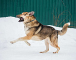 Собаки в Москве: Тобби Мальчик, Бесплатно - фото 2