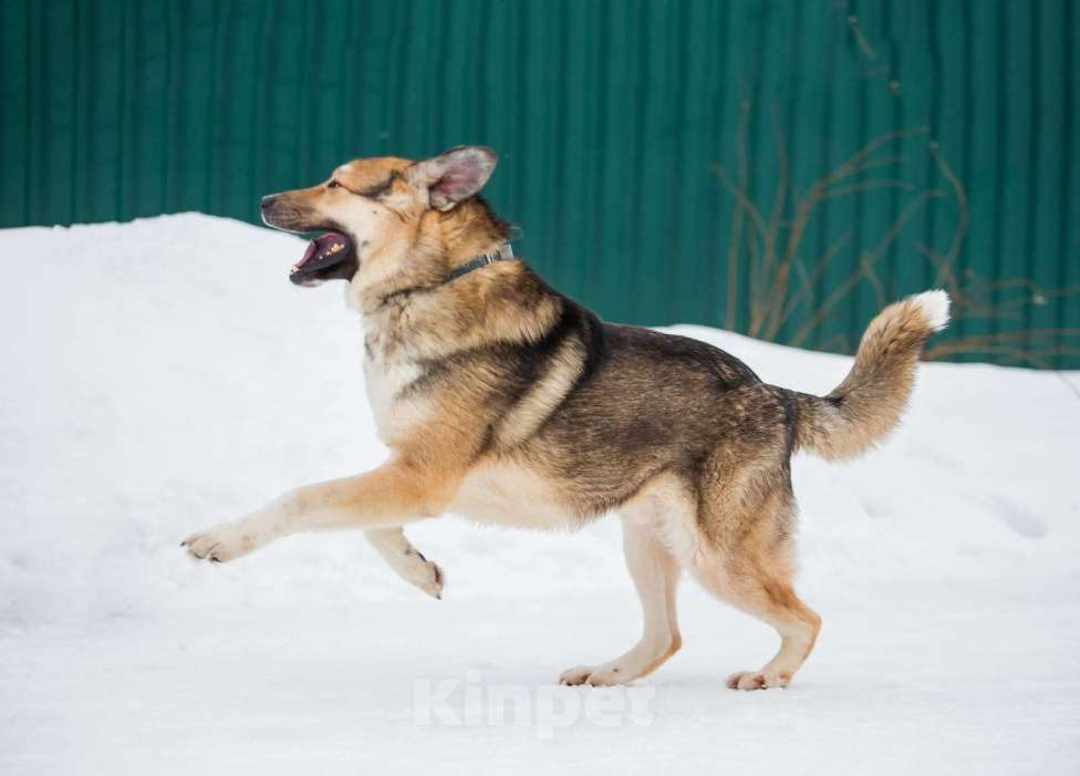 Собаки в Москве: Тобби Мальчик, Бесплатно - фото 2