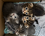 Кошки в Сибае: Котята шотландцы Девочка, 5 000 руб. - фото 1