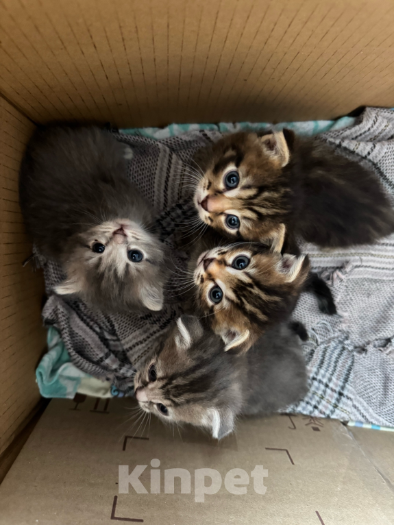 Кошки в Сибае: Котята шотландцы Девочка, 5 000 руб. - фото 1