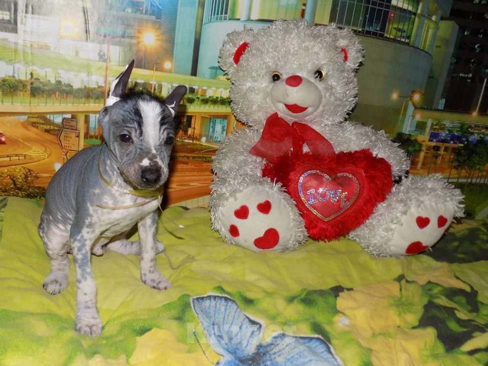 Собаки в Москве: Мексиканская голая, мальчик Мальчик, 20 000 руб. - фото 4