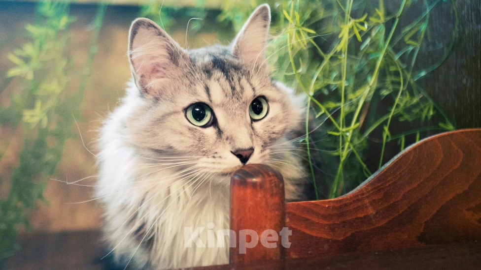 Кошки в Москве: Пристраивается в добрые руки молодой кот Стёпа  Мальчик, Бесплатно - фото 3