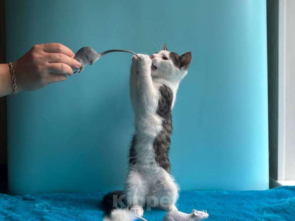 Кошки в Санкт-Петербурге: Маленький нежный котёнок Девочка, Бесплатно - фото 5