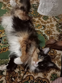 Кошка породы мей-кун