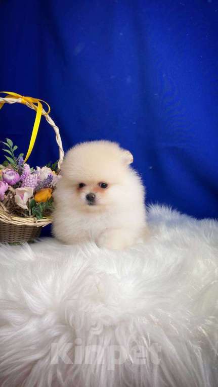 Собаки в других городах Московской области: Померанский шпиц ласковая девочка Девочка, 40 000 руб. - фото 3