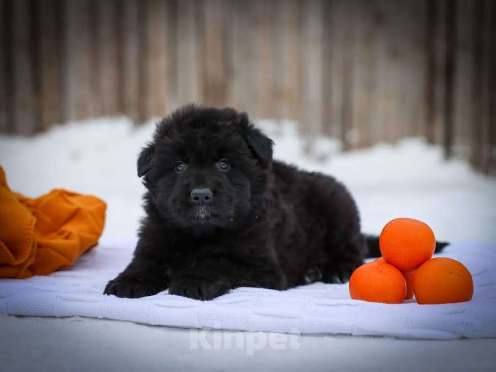 Собаки в Москве: Черные длинники Мальчик, 100 000 руб. - фото 1