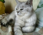 Кошки в Коломне: Вязка, 2 500 руб. - фото 1