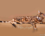 Кошки в Саратове: Вязка с клубным бенгалом, Бесплатно - фото 1