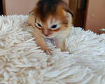 Кошки в Осе: Абиссинские котята, 18 000 руб. - фото 2