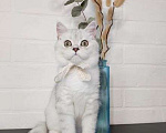 Кошки в Москве: Породистые шотландские котята Девочка, 35 000 руб. - фото 5