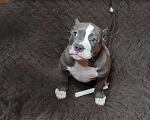 Собаки в Магнитогорске: Американский булли, щенок Мальчик, 65 000 руб. - фото 3