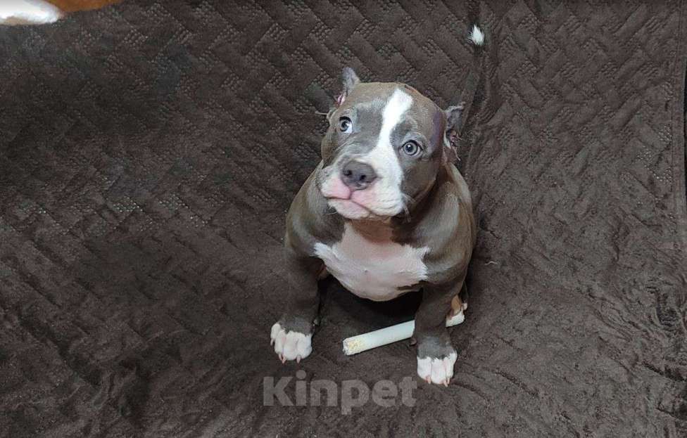 Собаки в Магнитогорске: Американский булли, щенок Мальчик, 65 000 руб. - фото 3