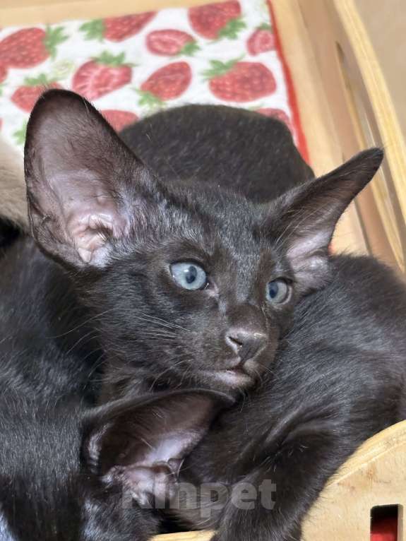 Кошки в Воткинске: Ориентальный котенок Мальчик, 55 000 руб. - фото 4