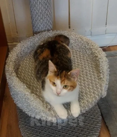 Кошки в Москве: Нежная Ассоль ищет дом Девочка, Бесплатно - фото 4