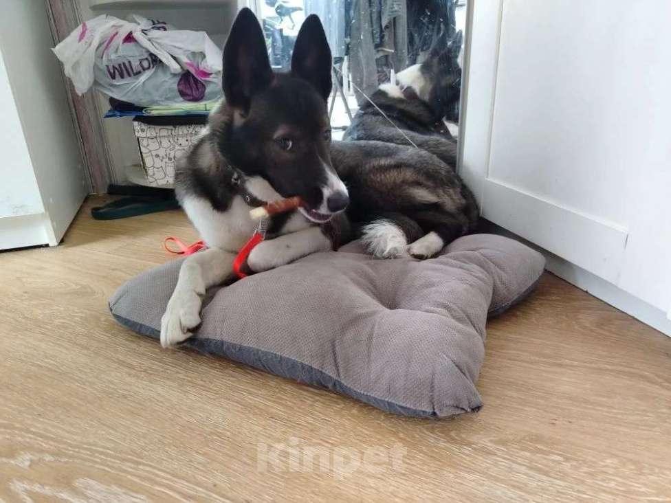 Собаки в Санкт-Петербурге: Щенок в добрые руки Девочка, Бесплатно - фото 3