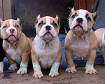 Собаки в Ангарске: Американский булли. Щенки Разнополые, 80 000 руб. - фото 1