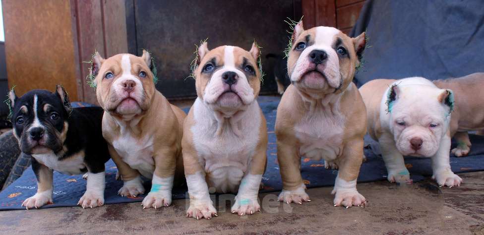 Собаки в Ангарске: Американский булли. Щенки Разнополые, 80 000 руб. - фото 1