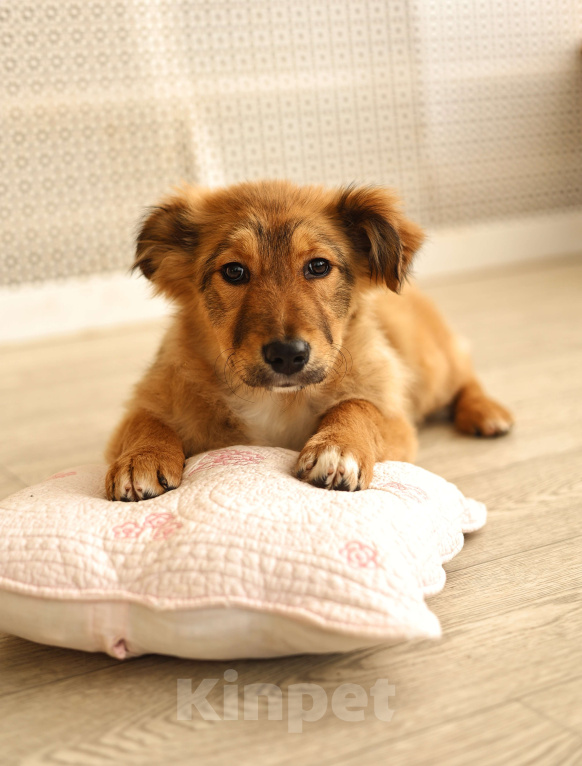 Собаки в Москве: Щенки бесплатно в Москве Девочка, Бесплатно - фото 1