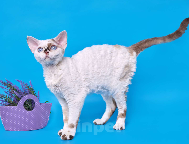 Кошки в Новосибирске: Девон Рекс, девочка Девочка, 45 000 руб. - фото 5