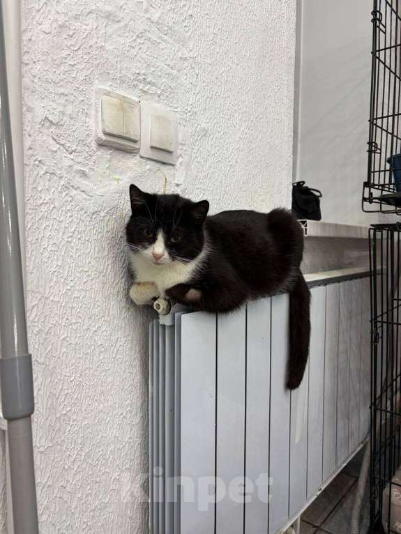 Кошки в Мурином: Кузьма — молодой джентльмен с большим любящим сердцем. Ищет семью ❤️ Мальчик, Бесплатно - фото 2