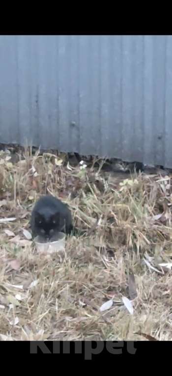 Кошки в Москве: Бросили Девочка, Бесплатно - фото 1