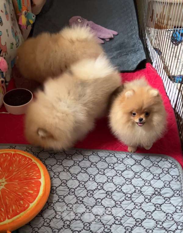 Собаки в Санкт-Петербурге: Миниатюрная девочка Жаклин ( РКФ) Девочка, 120 000 руб. - фото 5