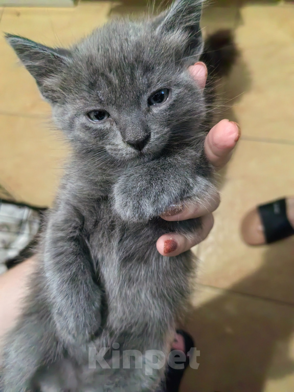 Кошки в Ярцево: Котёнок ищет семью Мальчик, 1 руб. - фото 1