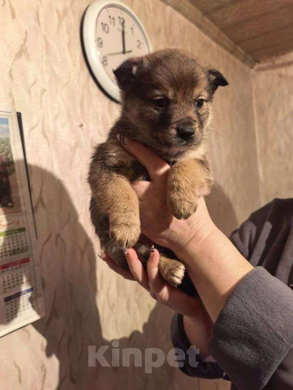 Собаки в Лебедяни: в добрые руки две малышки из липецкой обл Девочка, Бесплатно - фото 2