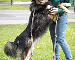 Собаки в Москве: Лара Девочка, 300 руб. - фото 5