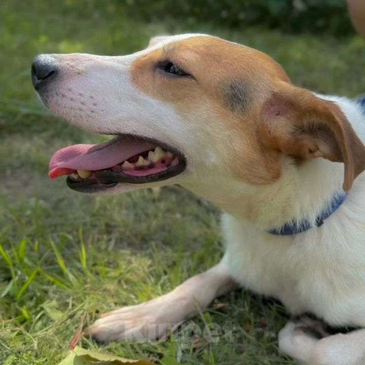 Собаки в Москве: Девочка метис джек-рассела грустит в приюте  Девочка, Бесплатно - фото 3
