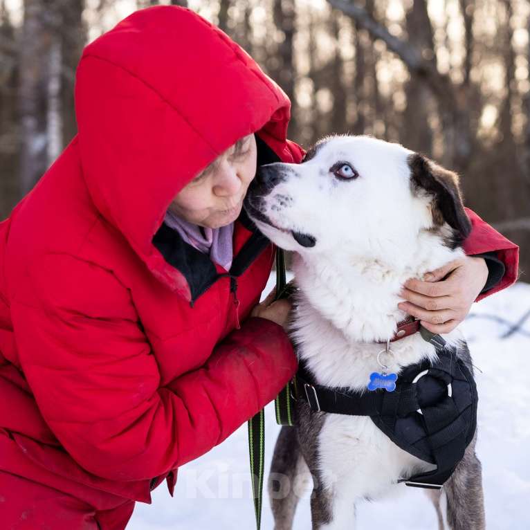 Собаки в Москве: Красавчик и добряк в поисках дома Мальчик, Бесплатно - фото 2
