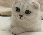 Кошки в Санкт-Петербурге: вислоухий Шотландский котенок Мальчик, 14 339 руб. - фото 3