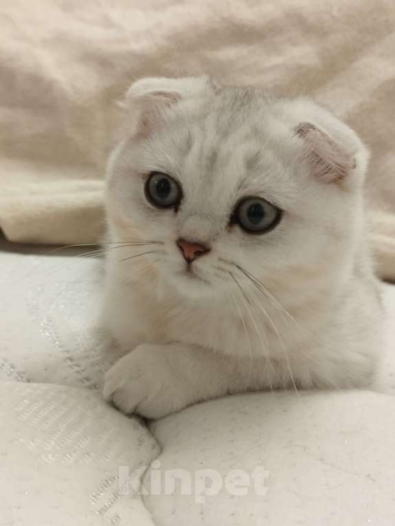 Кошки в Санкт-Петербурге: вислоухий Шотландский котенок Мальчик, 14 339 руб. - фото 3