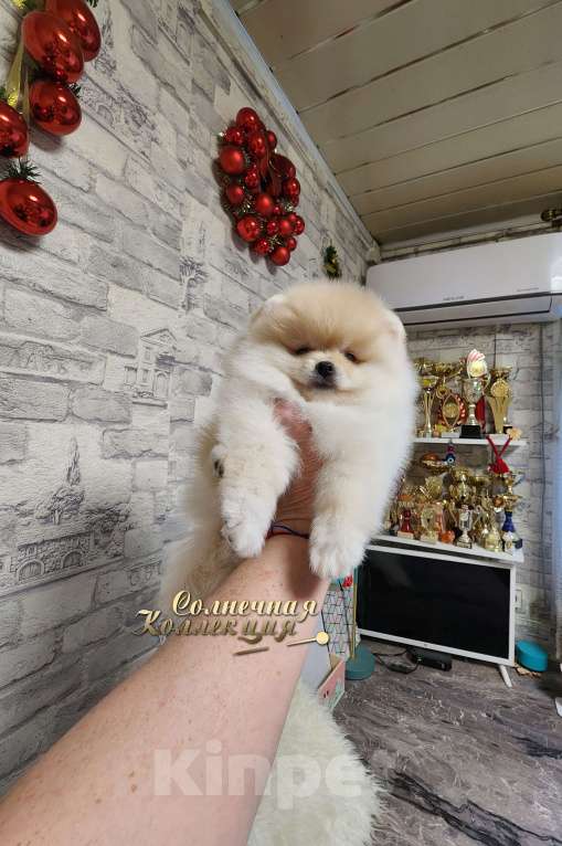 Собаки в Москве: Шпиц померанский в медвежьем типе девочка из племенного питомника Девочка, Бесплатно - фото 3