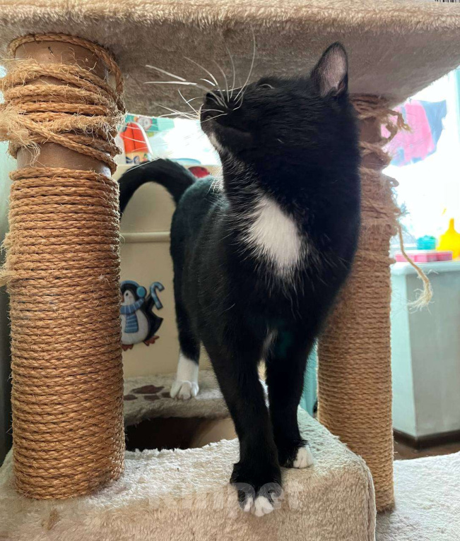 Кошки в Москве: Котик Ореон ищет мам-пап Мальчик, Бесплатно - фото 2