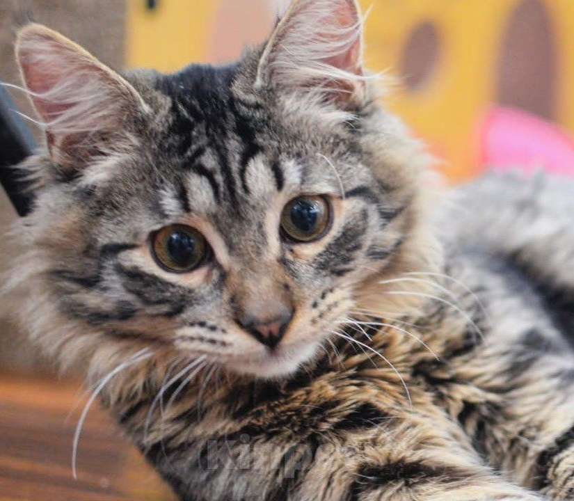 Кошки в Москве: Отдам котёнка в добрые руки Мальчик, Бесплатно - фото 1