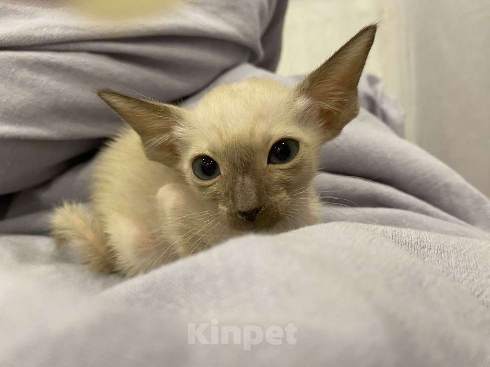 Кошки в Краснодаре: Ориентальный котенок Девочка, Бесплатно - фото 6